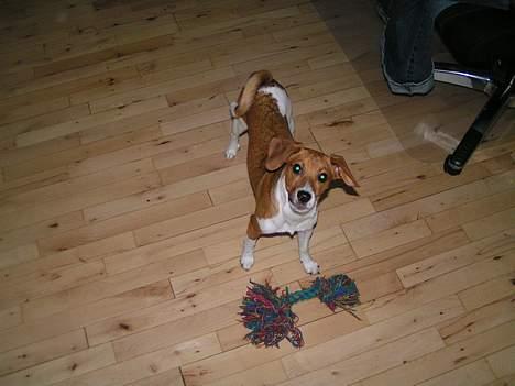 Dansk svensk gaardhund Rocki - Skal vi ikke lege??? billede 16