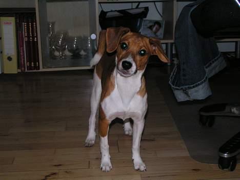 Dansk svensk gaardhund Rocki - Hvad laver du??? billede 17