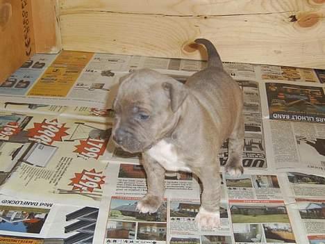 Amerikansk staffordshire terrier #Tira#R.I.P billede 9