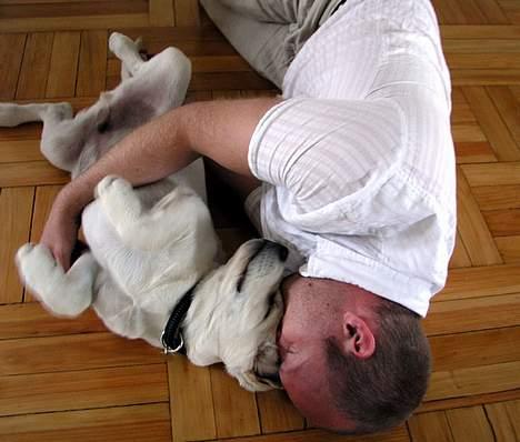 Labrador retriever Max - Christian og Max nyder en hyggestund på gulvet billede 2