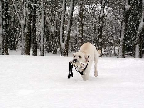 Labrador retriever Max - Max apporterer i sneen billede 3