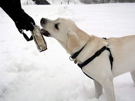 Labrador retriever Max - Max afleverer apport billede 4