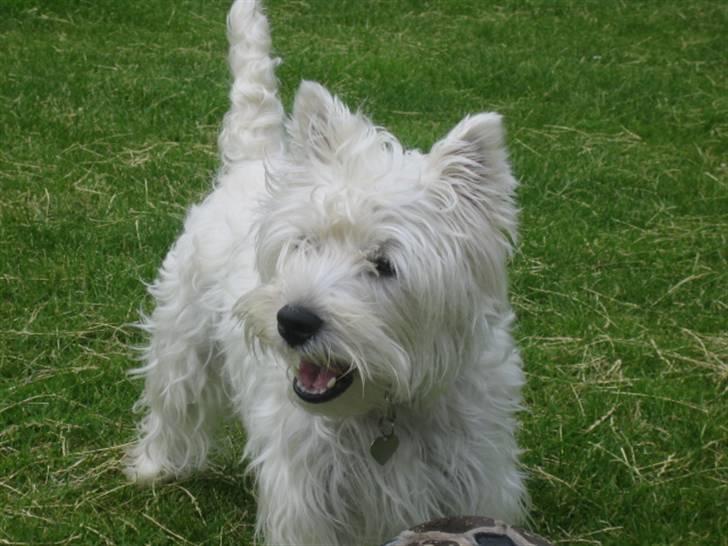 West highland white terrier  kelly billede 2