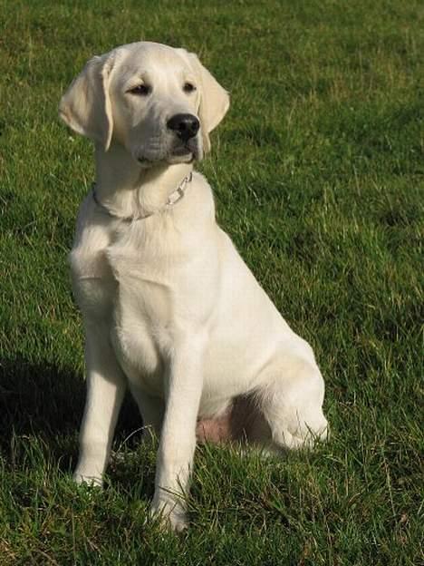Labrador retriever Max - Yes, jeg ser pisse-godt ud! Jeg ved det! :) billede 6