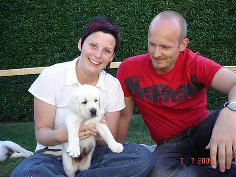 Labrador retriever Max - Max 5 uger. Den dag vi valgte ham. billede 7