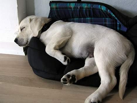 Labrador retriever Max - Mens Max endnu kunne klemme sig ned i Luckys bæretaske billede 8