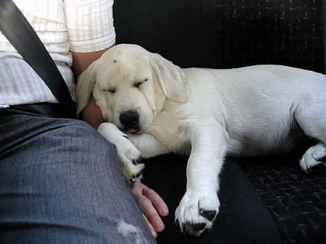 Labrador retriever Max - Max på vej hjem fra hvalpetræf på Sjælland billede 9