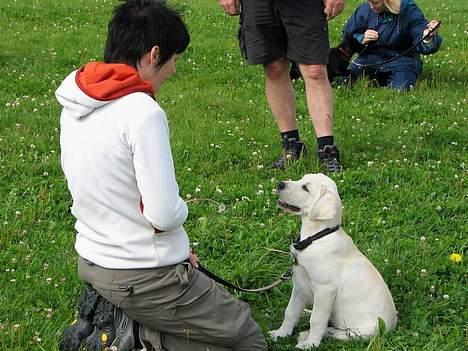 Labrador retriever Max - Hvalpetræning. Kontaktøvelse. billede 10