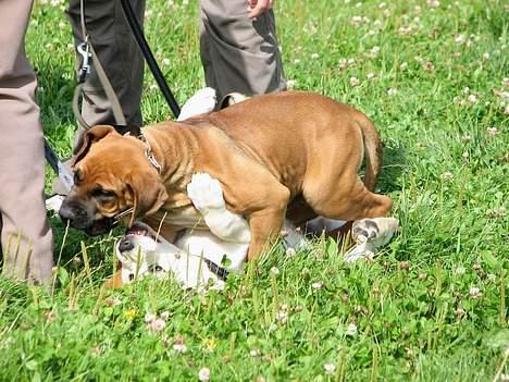Labrador retriever Max - Max og Cosy i brydekamp :) billede 11