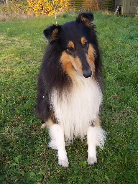 Collie langhåret Sheik - Det er så mig "Sheik" billede 1