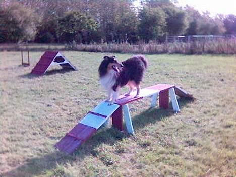 Collie langhåret Sheik - Er jeg ikke flot ? billede 2