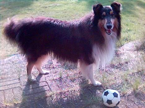 Collie langhåret Sheik - Jeg er altid med på en gang fodbold! billede 4