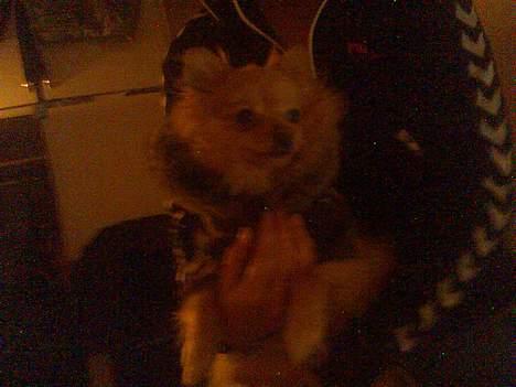 Pomeranian Pjuske - MiiiN BaBy-BoY! billede 6