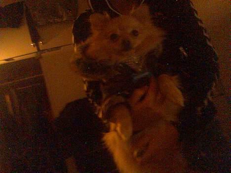 Pomeranian Pjuske - PuSSeR! <333 billede 7