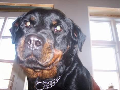 Rottweiler cita billede 5