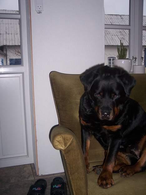 Rottweiler cita billede 6