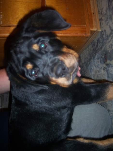 Rottweiler chevy billede 4