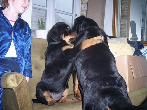 Rottweiler chevy billede 5