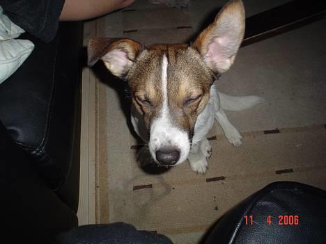 Blanding af racer Arvid billede 12