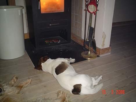 Blanding af racer Arvid billede 13