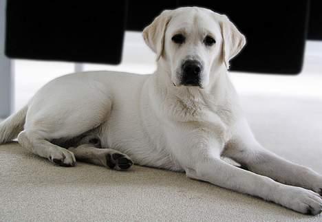 Labrador retriever Max - Max 10 måneder billede 12