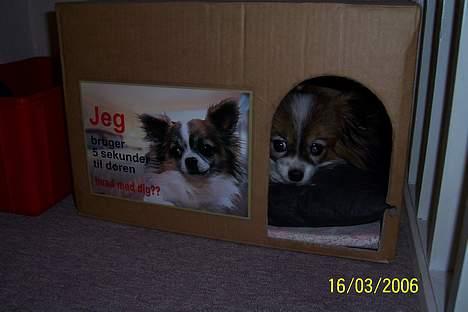 Papillon Fie *Flying Fantasies*RIP billede 17