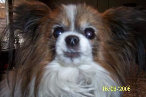 Papillon Fie *Flying Fantasies*RIP billede 18