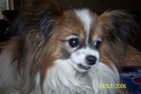 Papillon Fie *Flying Fantasies*RIP billede 19