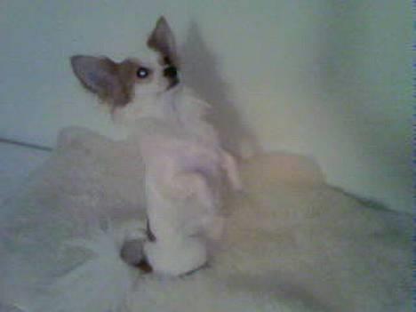 Chihuahua Zaki billede 10