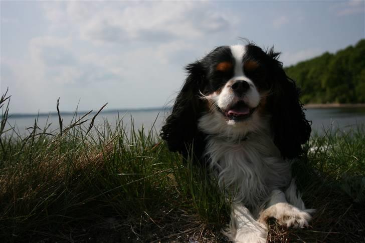 Cavalier king charles spaniel  Gibson  - "Hej - Jeg hedder Gibson" Maj 08 billede 1