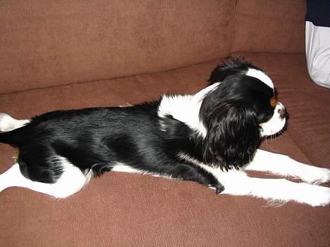 Cavalier king charles spaniel  Gibson  - "Ahhh ligger og slapper af." billede 2