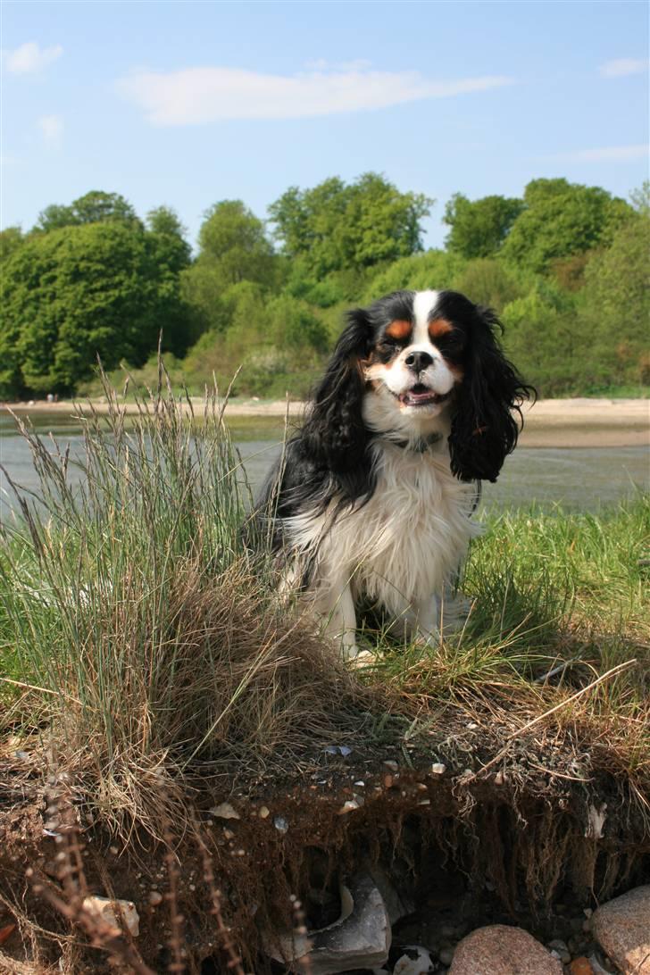 Cavalier king charles spaniel  Gibson  - "Ja ja jeg kigger nu mor" Maj 08 billede 3