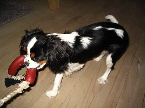 Cavalier king charles spaniel  Gibson  - " Kan du så komme her din pølse.." billede 5