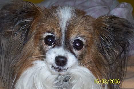 Papillon Fie *Flying Fantasies*RIP billede 20