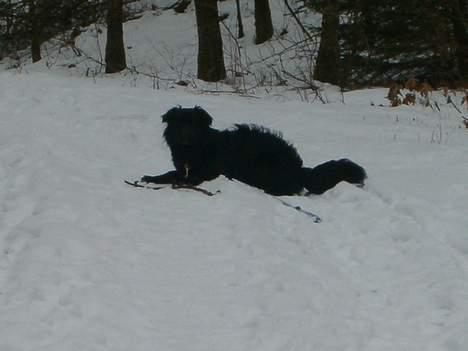 Blanding af racer Mads - kom nu herop... billede 11