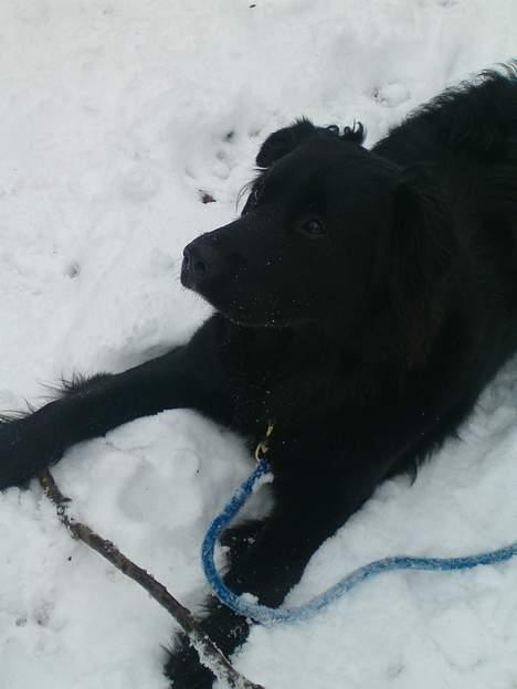 Blanding af racer Mads - slapper af igen... billede 12