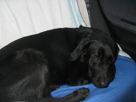 Blanding af racer Vaks - Jeg elsker når jeg må komme med på en køretur.. billede 18