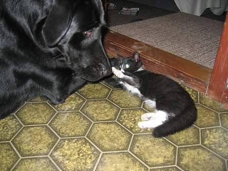 Blanding af racer Vaks - Min legekammerat!! Vi var ikke så gode venner i starten.. Men det er vi blevet.. billede 19