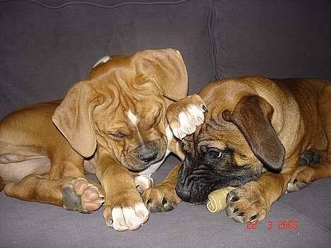 Blanding af racer Tøsen - aflevere så det ben dame billede 4