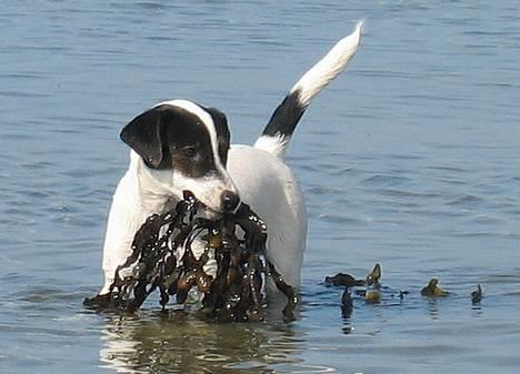 Jack russell terrier Hannibal - Er lige i gang med at ryde stranden for ækelt tang! billede 11