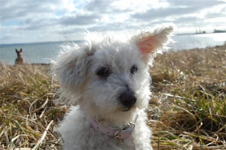 Bichon à poil frisé Annisette - er jeg ikke bare dejlig ;-) billede 1