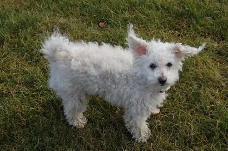 Bichon à poil frisé Annisette billede 2