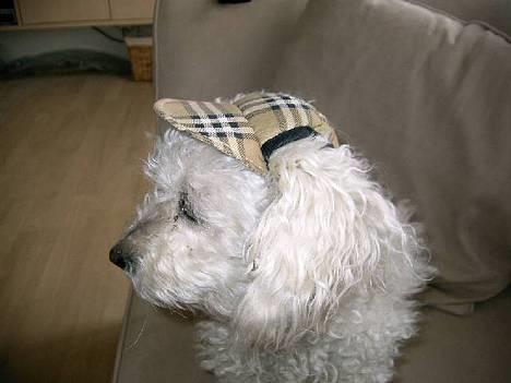 Bichon à poil frisé Annisette - Kom nu mor vi skal lege... billede 3