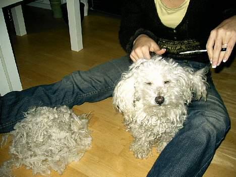 Bichon à poil frisé Annisette - Nu bliver jeg lige klippet, for var lidt for langhåret:-) billede 4