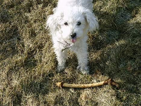 Bichon à poil frisé Annisette billede 5
