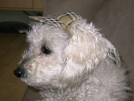 Bichon à poil frisé Annisette billede 6