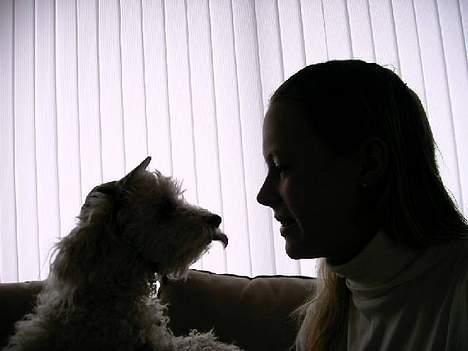 Bichon à poil frisé Annisette - Mor skal vi kysse...? billede 7