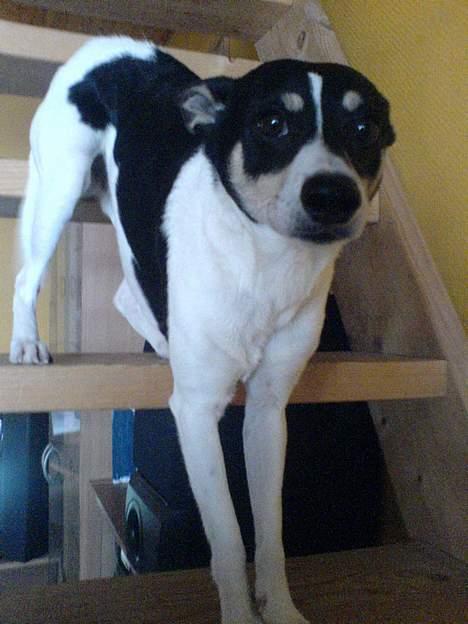 Dansk svensk gaardhund max billede 15