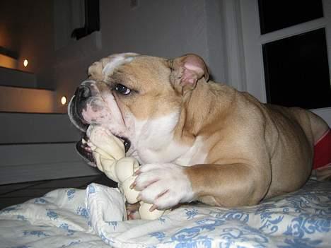 Engelsk bulldog Rosa billede 1