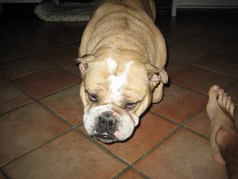 Engelsk bulldog Rosa billede 2